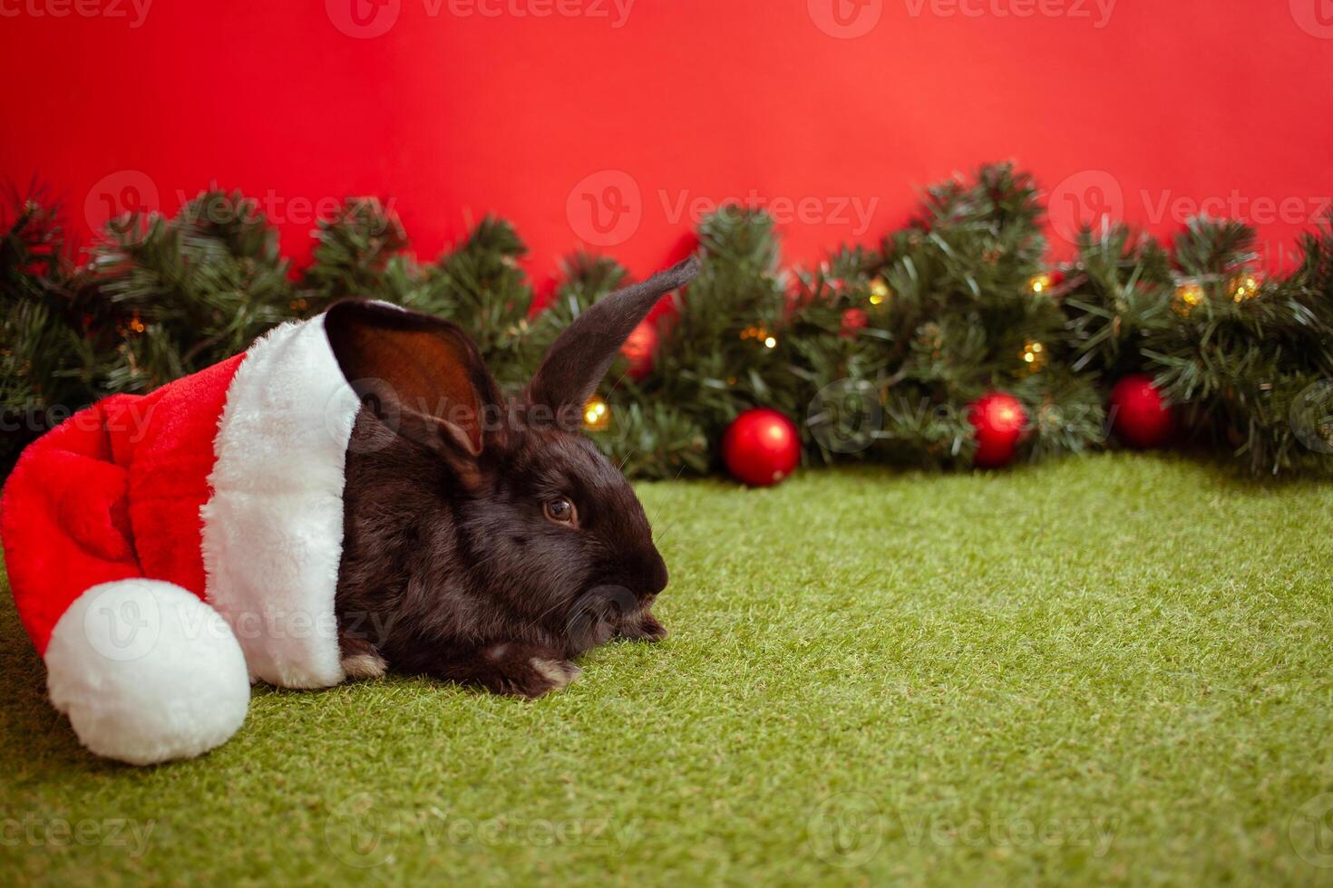 black rabbit symbol 2023 Chinese calendar, New Year greeting, Christmas card, copy space for text, red background. beautiful hare on banner, decorated Christmas tree. hat. photo