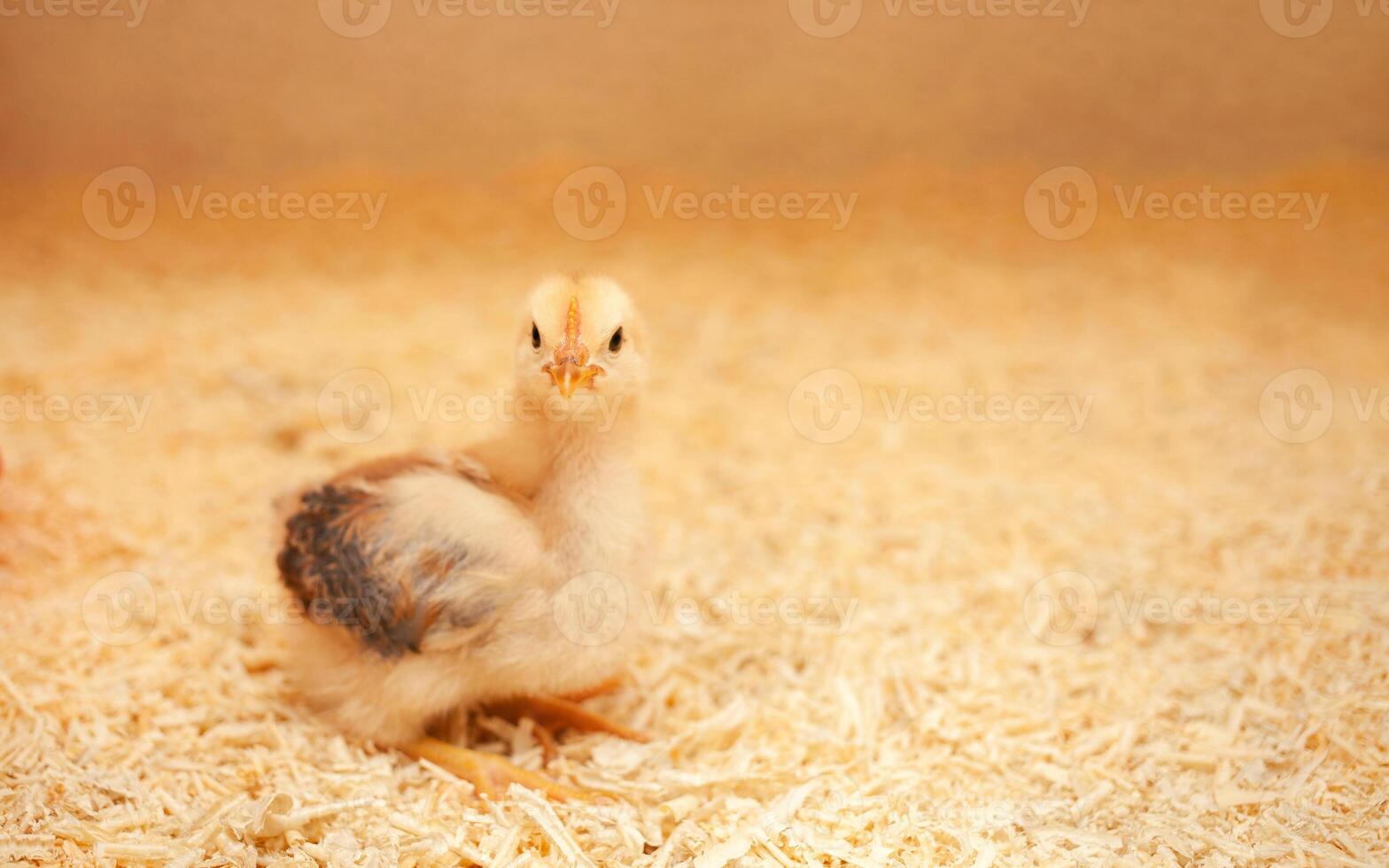 small chicken in chicken coop, sawdust litter, bird breeding, concept of ecological. copy space. photo