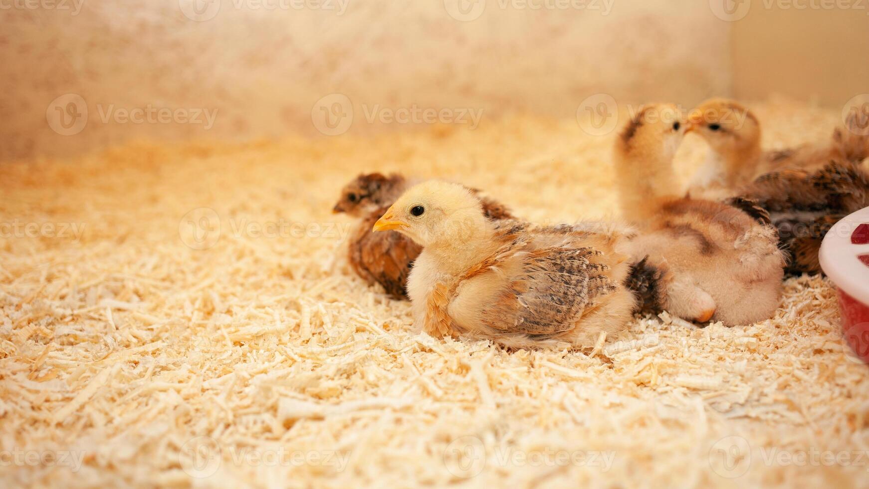 Small chicks in wooden chicken coop, copy space, indoors. Beautiful newborn birds. Fall asleep. photo