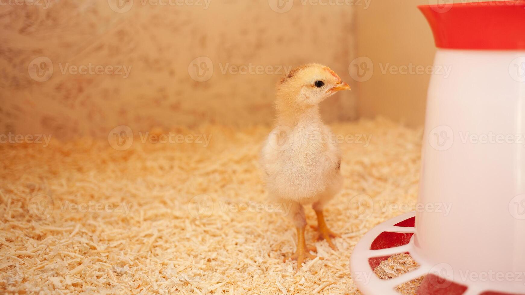 pequeño polluelo en de madera pollo cooperativa, Copiar espacio, adentro. hermosa recién nacido pájaro foto