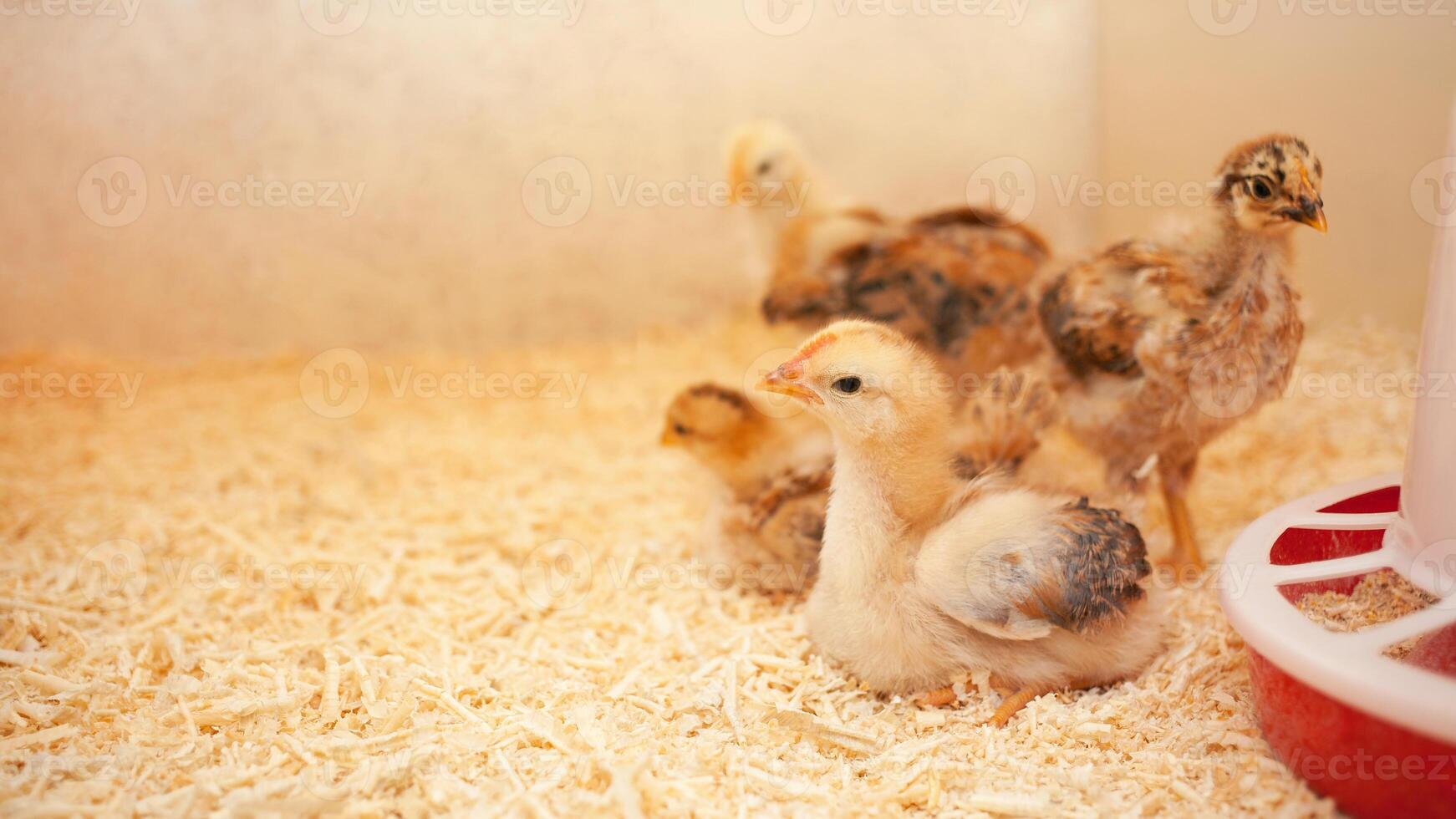 Small chicks in wooden chicken coop, copy space, indoors. Beautiful newborn birds. Yellow. photo