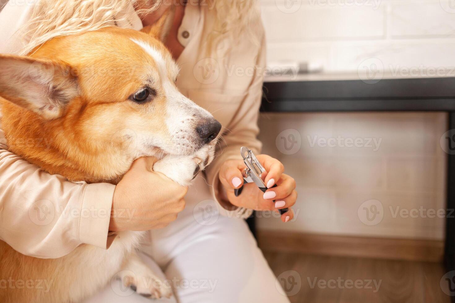 woman cuts dog's claws, brown corgi, cute. Pet care, love. Scissors, clipper, trim. portrait. photo