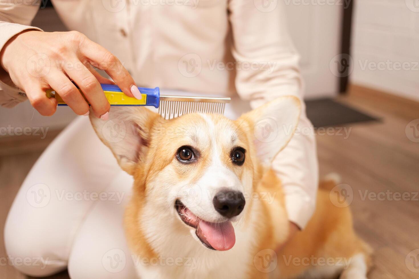 woman combs dog, pleasant massage, molting, combing coat of corgi, taking care of pets, love. Grooming. photo