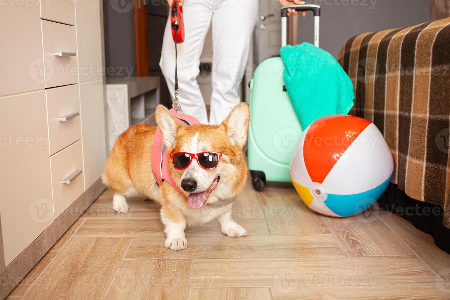 blurred dog preparing for vacation, packing things, suitcase, cool funny corgi in sunglasses, pink vest for swimming. Inflatable ball, summer, tour to hot countries, travel with animal. photo