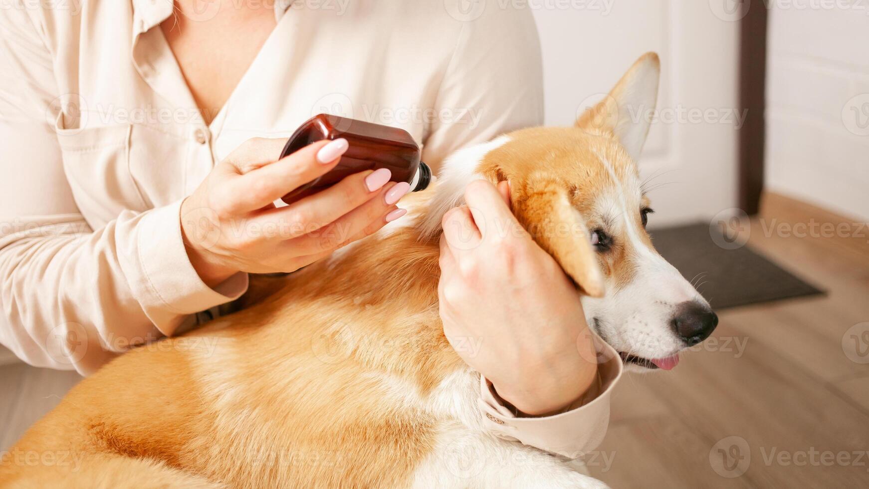 woman drips drops to dog on withers, protection from parasites, fleas and ticks, spring treatment, care for pets, corgis photo