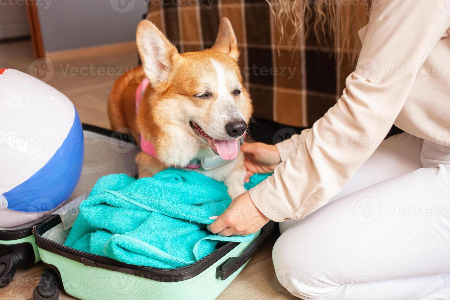 woman loves corgi dog, prepares for trip, summer vacation, inflatable ball, tour, rest, safe transportation of animals. in suitcase. photo