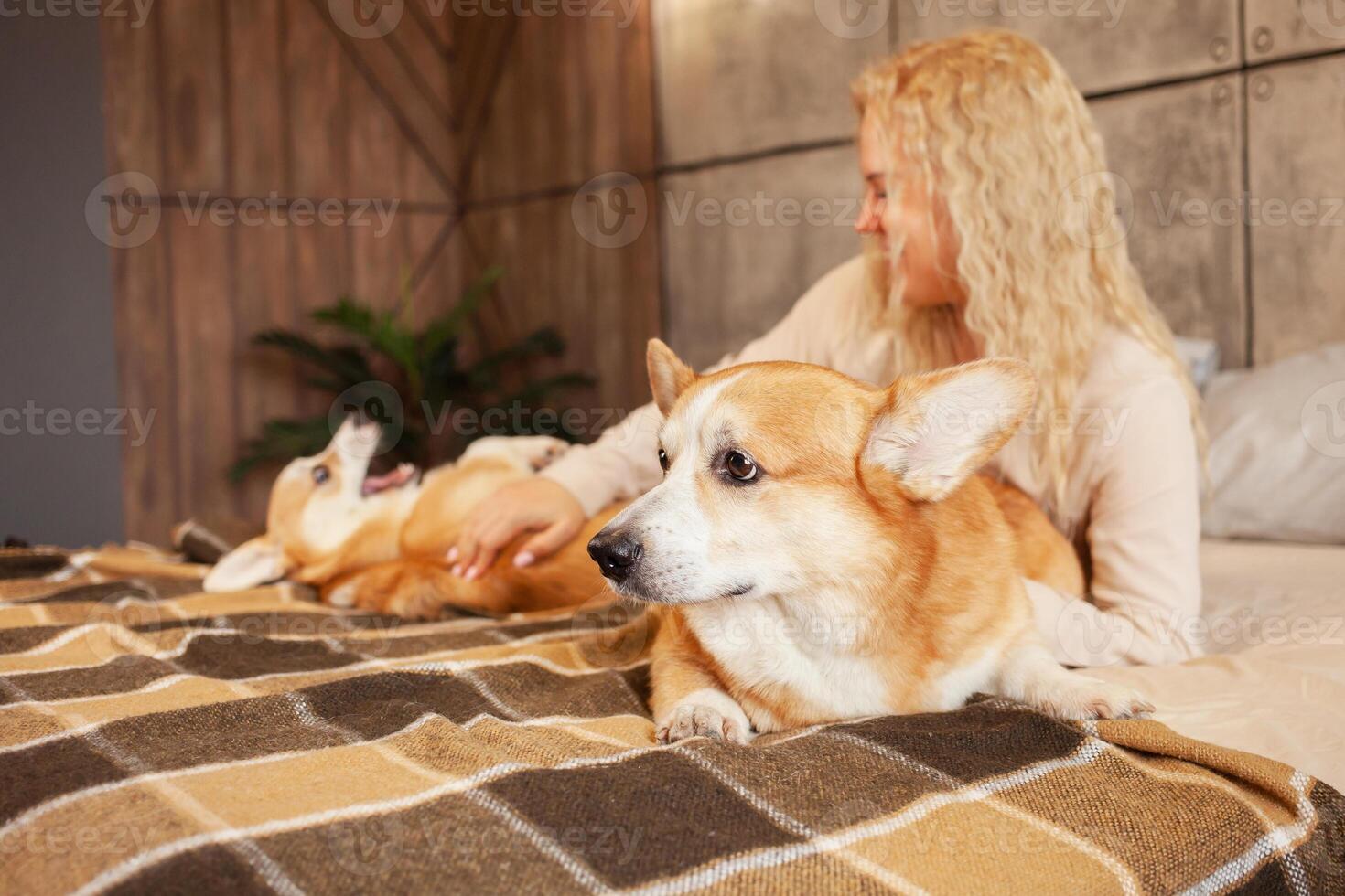 mujer obras de teatro con perros en cama, gracioso y satisfecho animales, amor y cuidado para mascotas, marrón corgis. estilo de vida, felicidad y alegría. retrato. foto