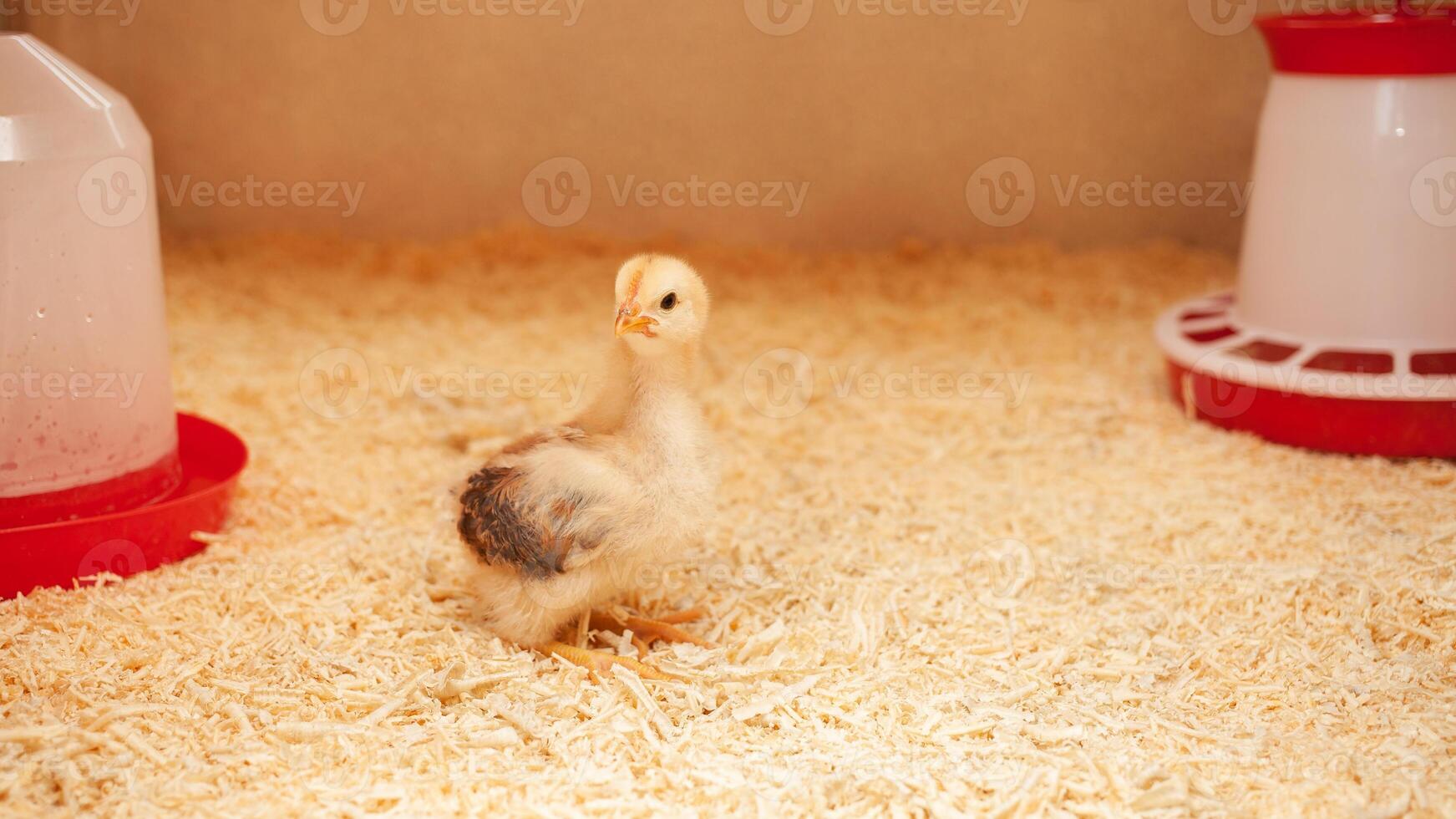 small chicken in chicken coop, sawdust litter, bird breeding, concept of ecological photo