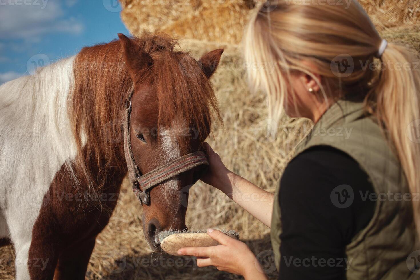 beautiful woman cleans horse with brush, authentic atmosphere of farm, spotted pony loves master. head. photo
