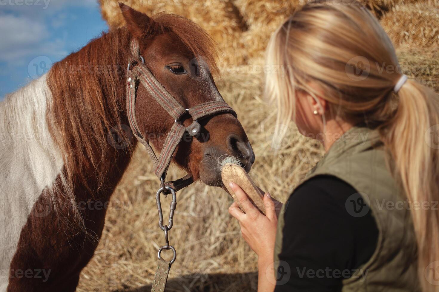 beautiful woman cleans horse with brush, authentic atmosphere of farm, spotted pony loves master. funny. photo