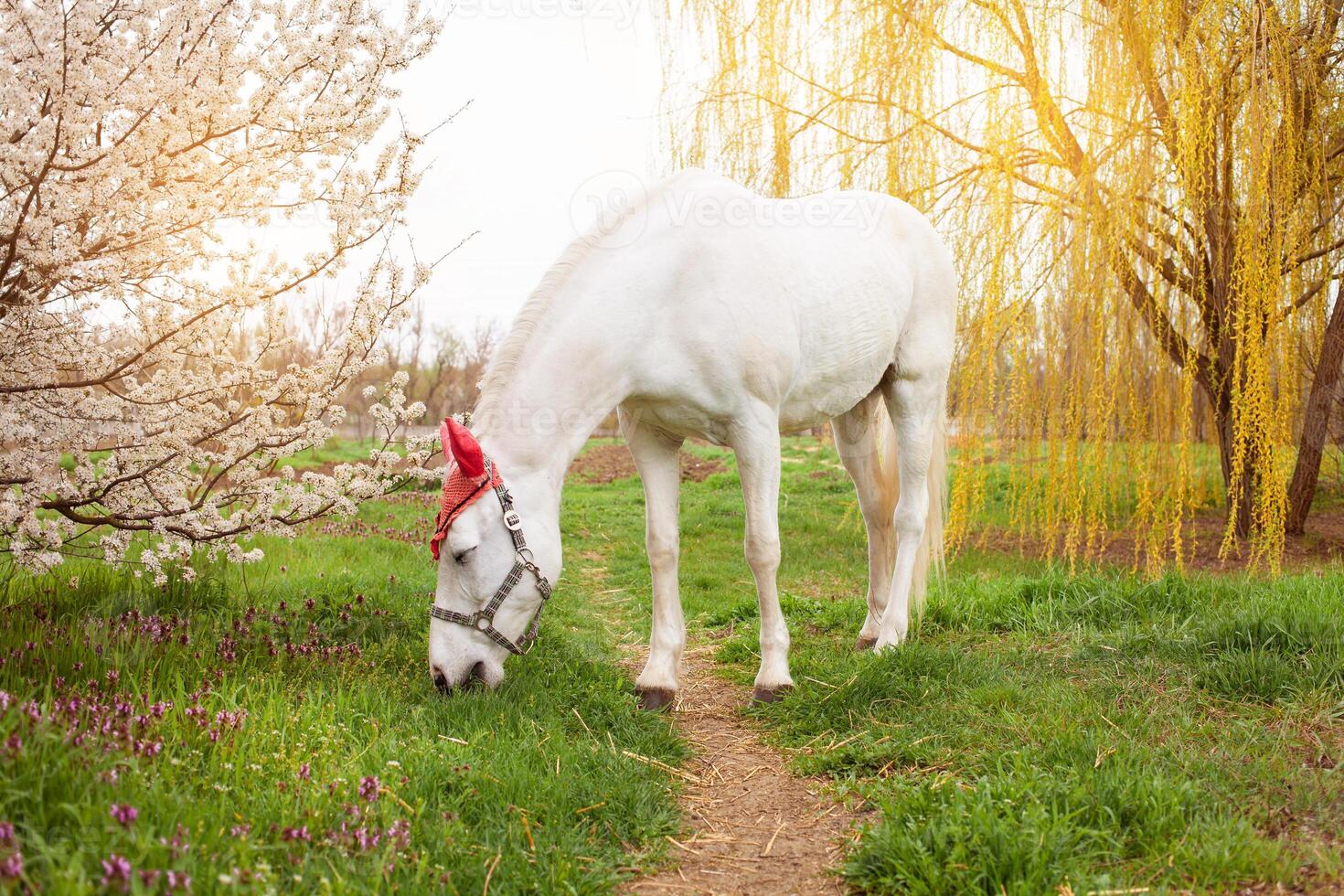 A beautiful white horse in a red hat photo