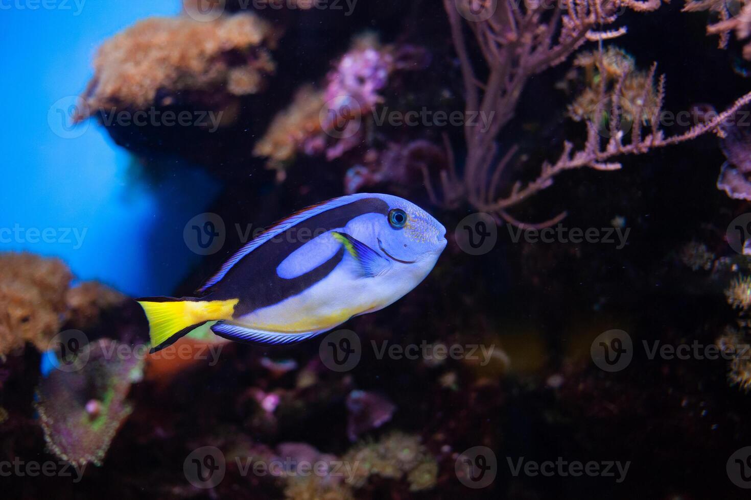 Beautiful fish swims in the aquarium, sea, the ocean. Rare exotic fish in nature. Oceanarium, business tourist. Background, screensaver. close up Blue photo