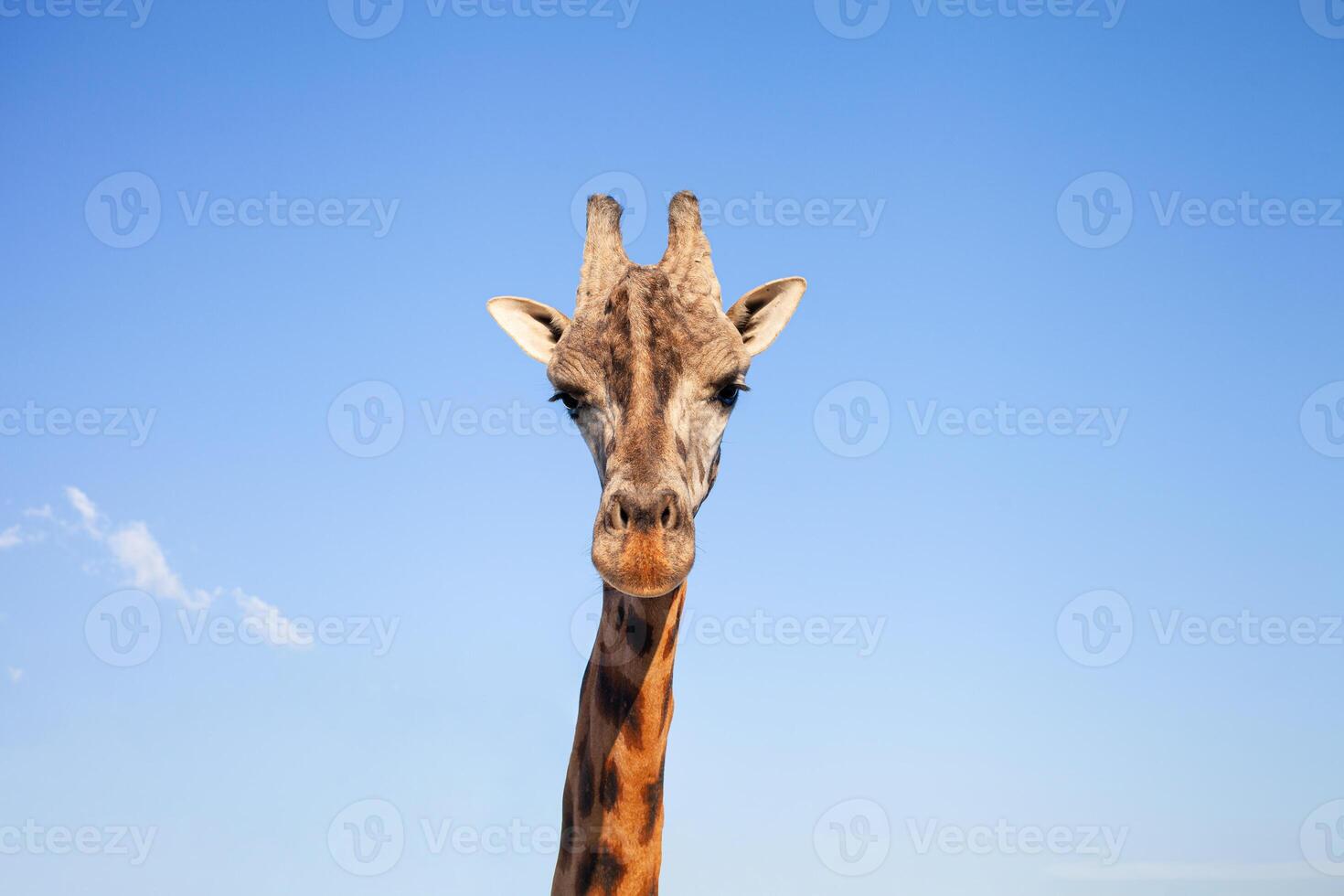 Beautiful giraffe in biopark, business on African animals, tourism. head against the sky photo