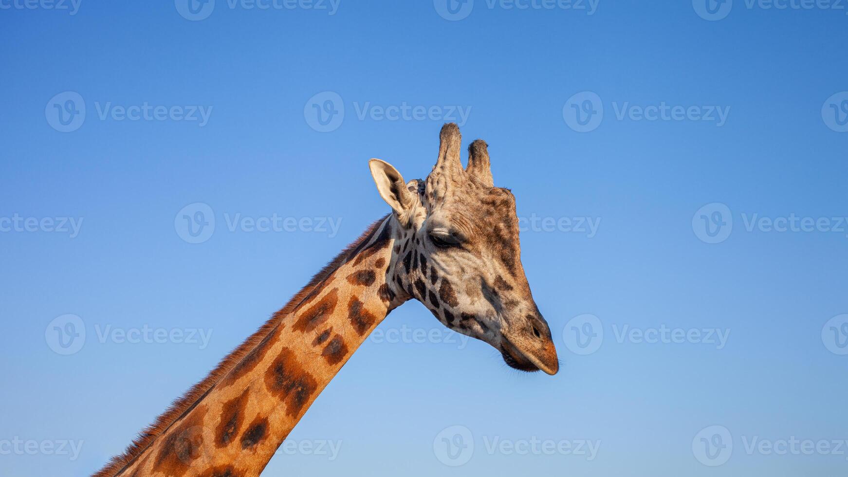 giraffe's head isolated against sky, portrait close up photo