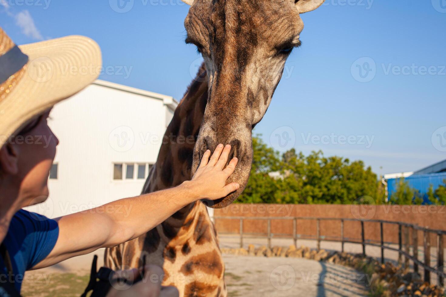beautiful man strokes a giraffe in the biopark. Close communication with wild African animals. A tourist happy, enjoys. Taking care. Vegetarian. business tourism photo