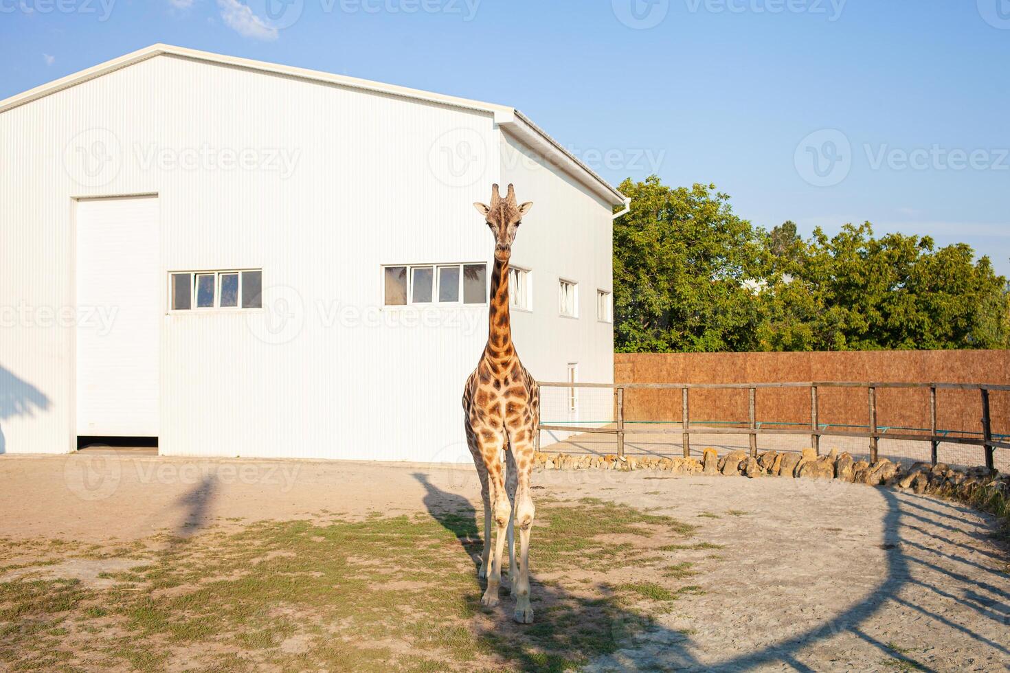 Beautiful giraffe in biopark, business on African animals, tourism. rare exotic animal photo