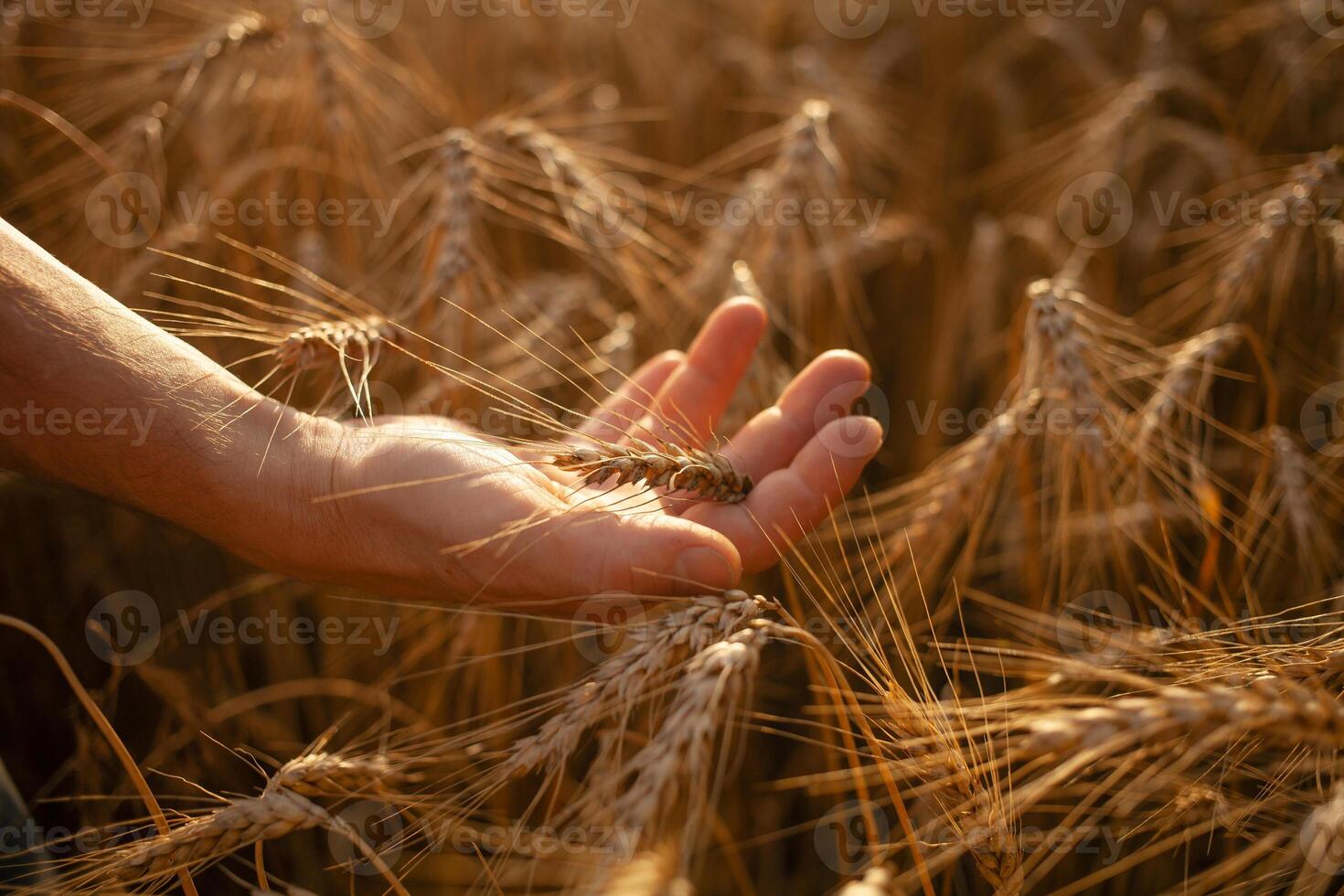 Love of nature, agricultural business photo