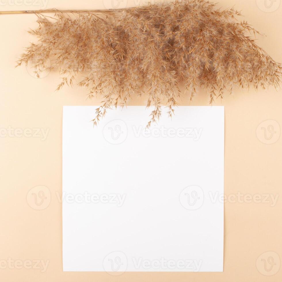 Mocup on a beige background. Empty space for text. Advertising, design, post. Pampas, reeds, broomstick, dry bamboo trending plant photo