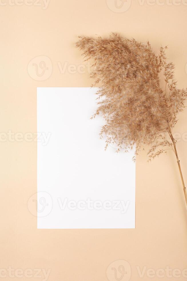 Mocup on a beige background. Empty space for text. Advertising, design, post. Pampas, reeds, broomstick, dry bamboo trending plant photo