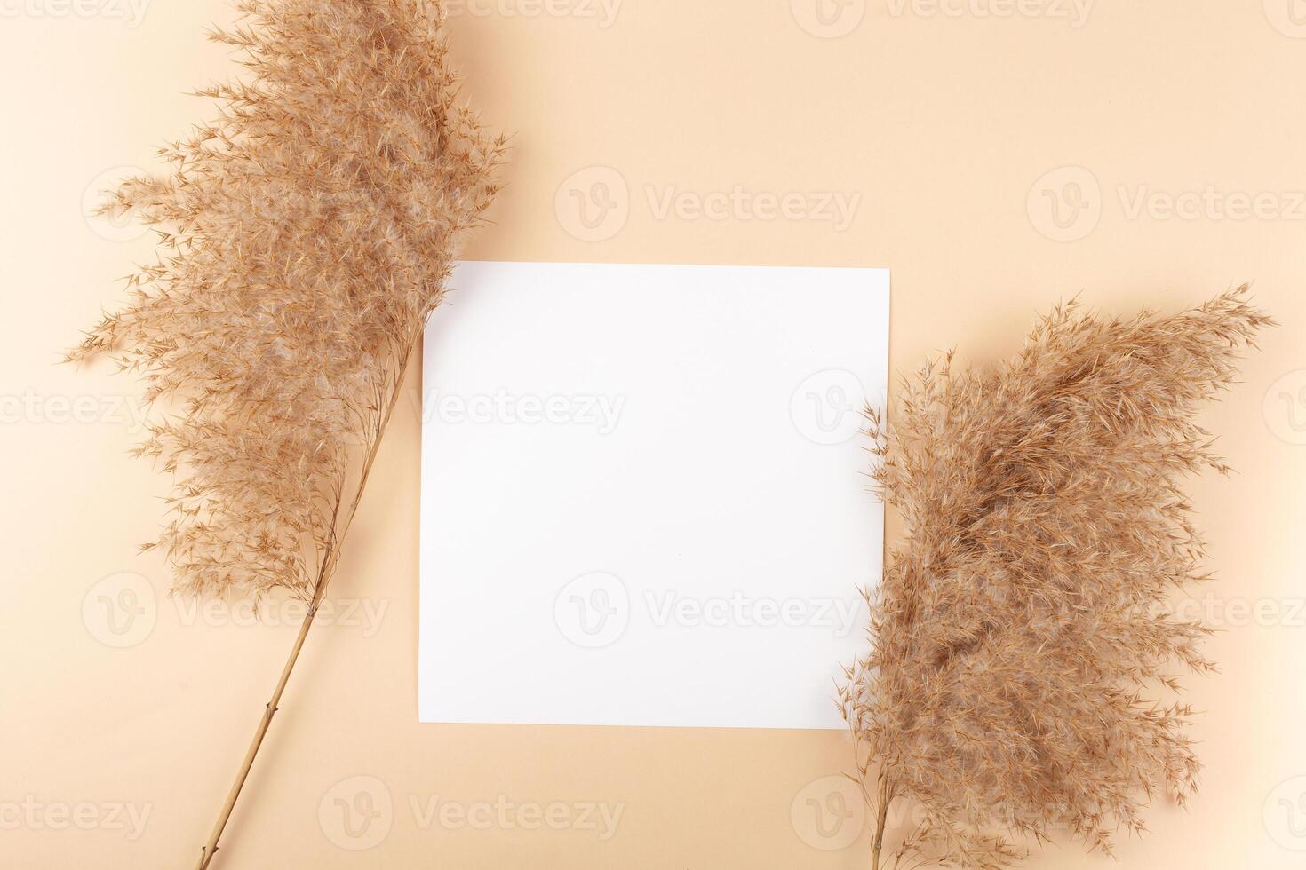 Mocup on a beige background. Empty space for text. Advertising, design, post. Pampas, reeds, broomstick, dry bamboo trending plant photo