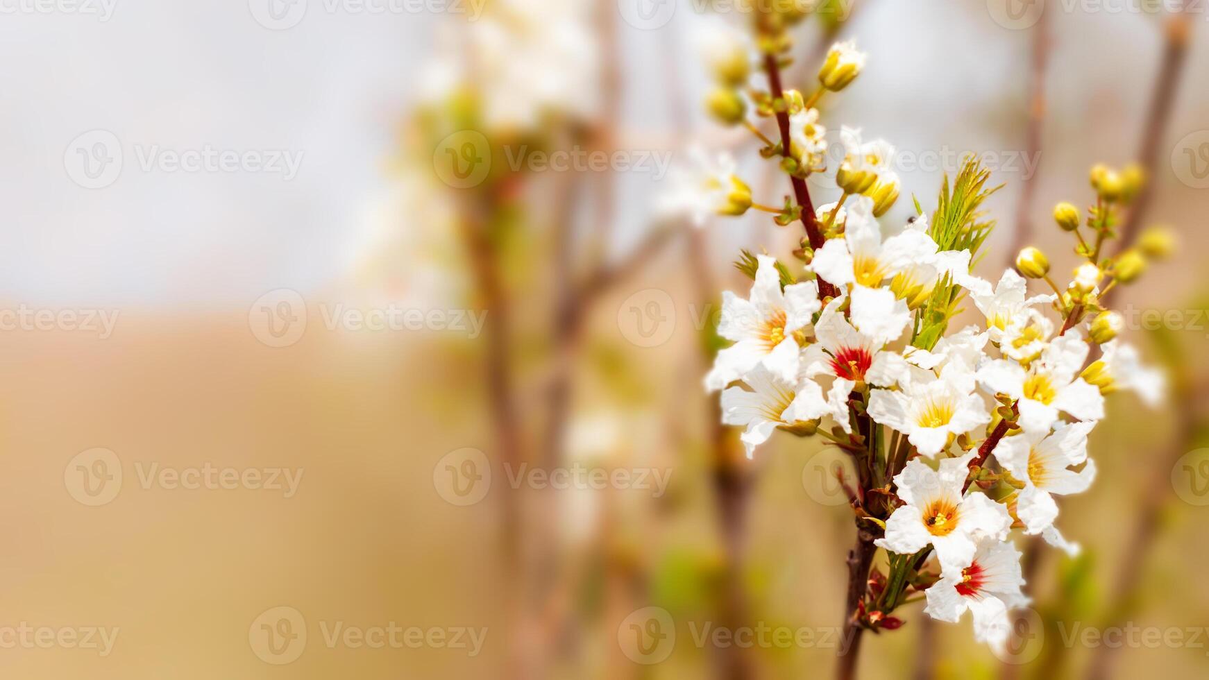 Spring blossom background - abstract floral border of green leaves photo