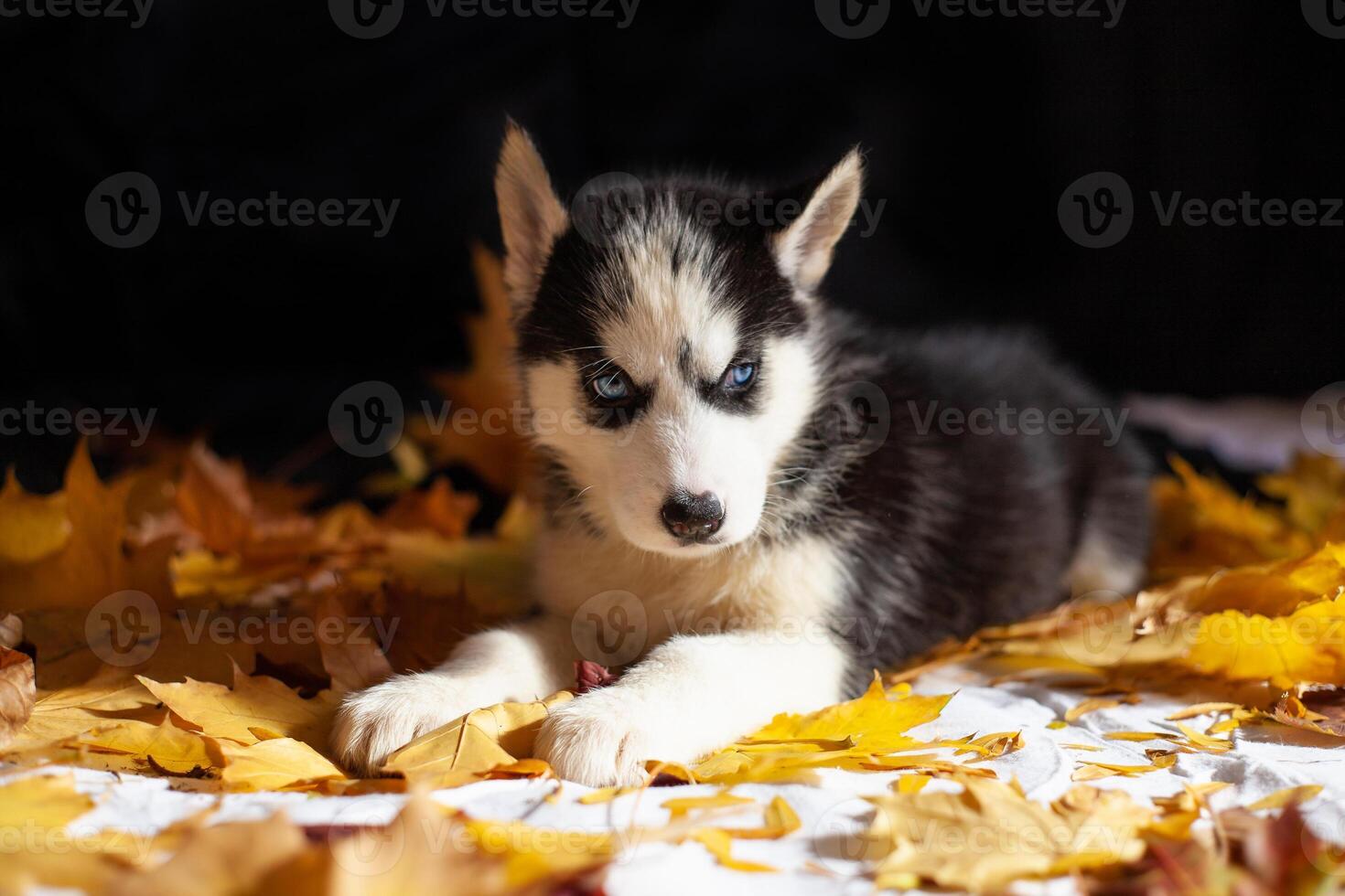 cute puppy Siberian husky black and white photo