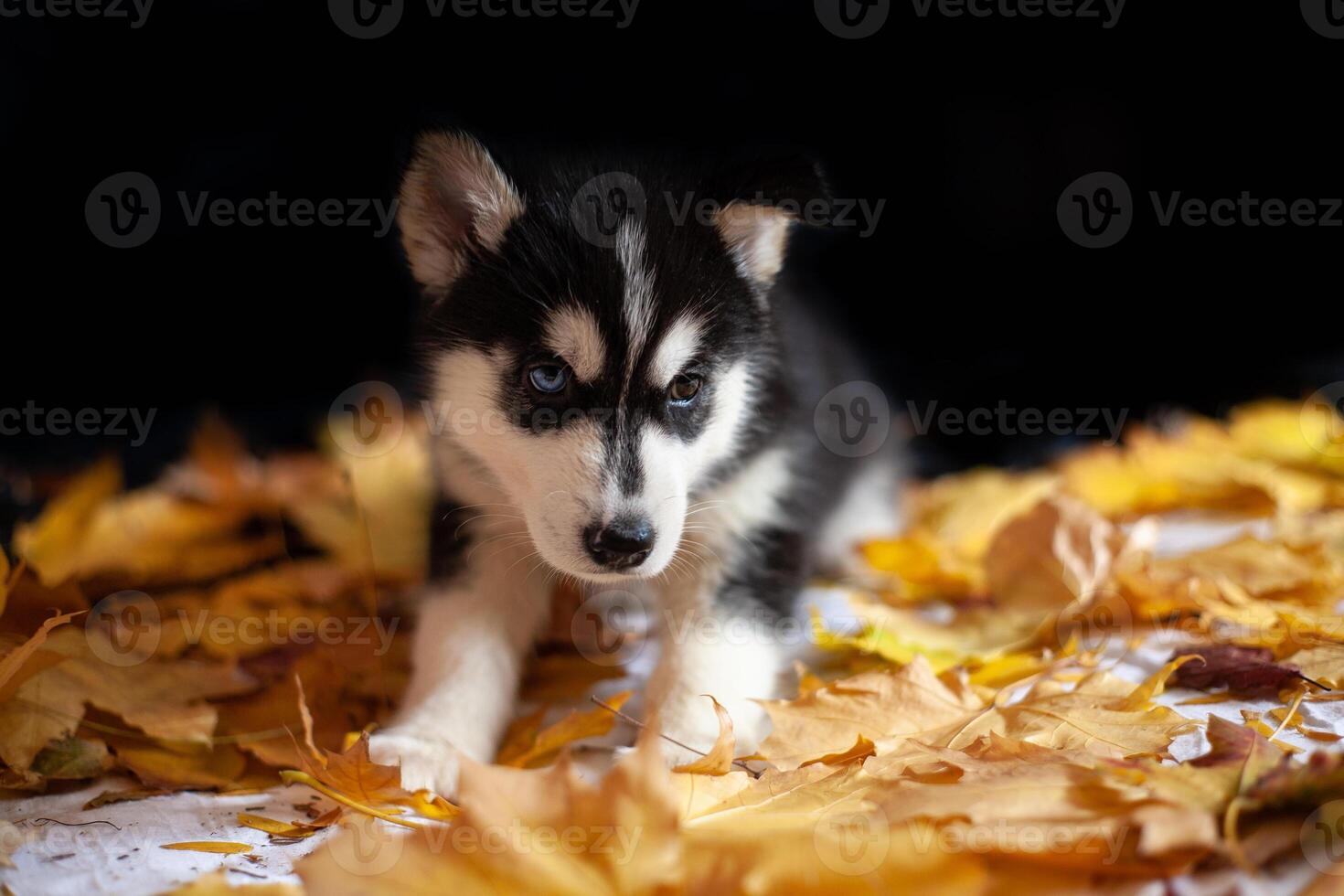 cute puppy Siberian husky black and white photo