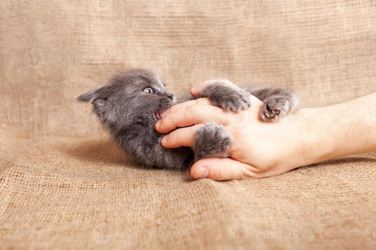 The kitten bites his fingers, the cat is played with the hand photo