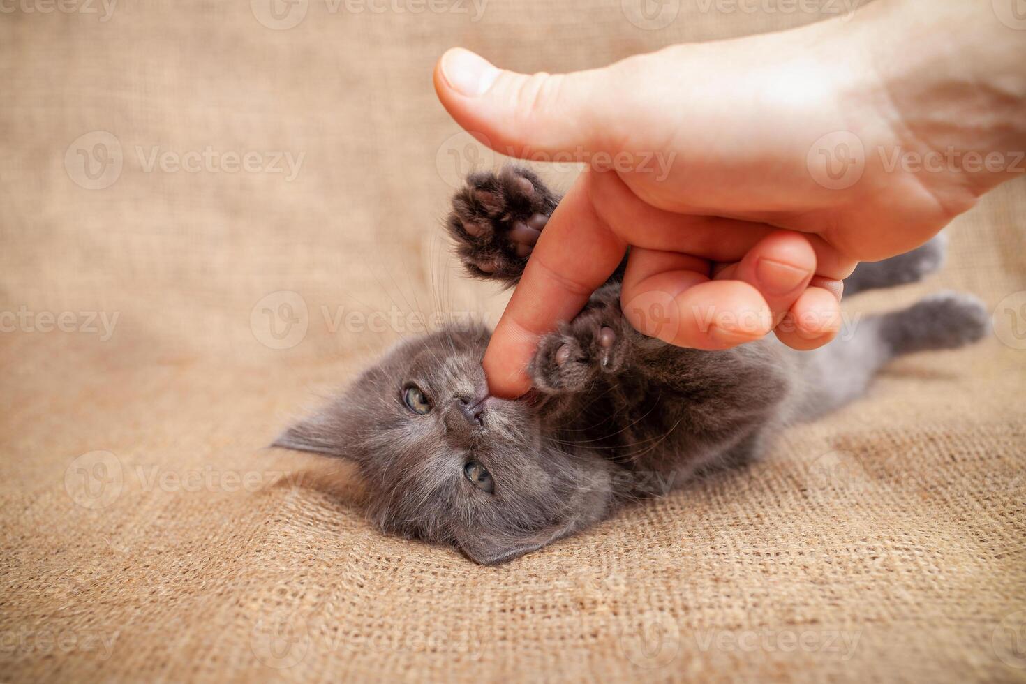 The kitten bites his fingers, the cat is played with the hand photo