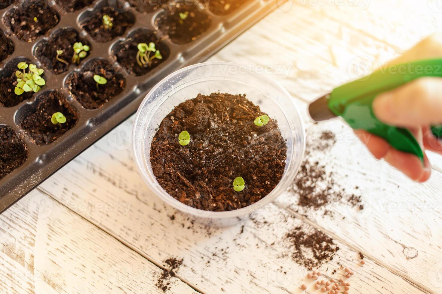 Flower transplant. Cells for growing seeds. photo