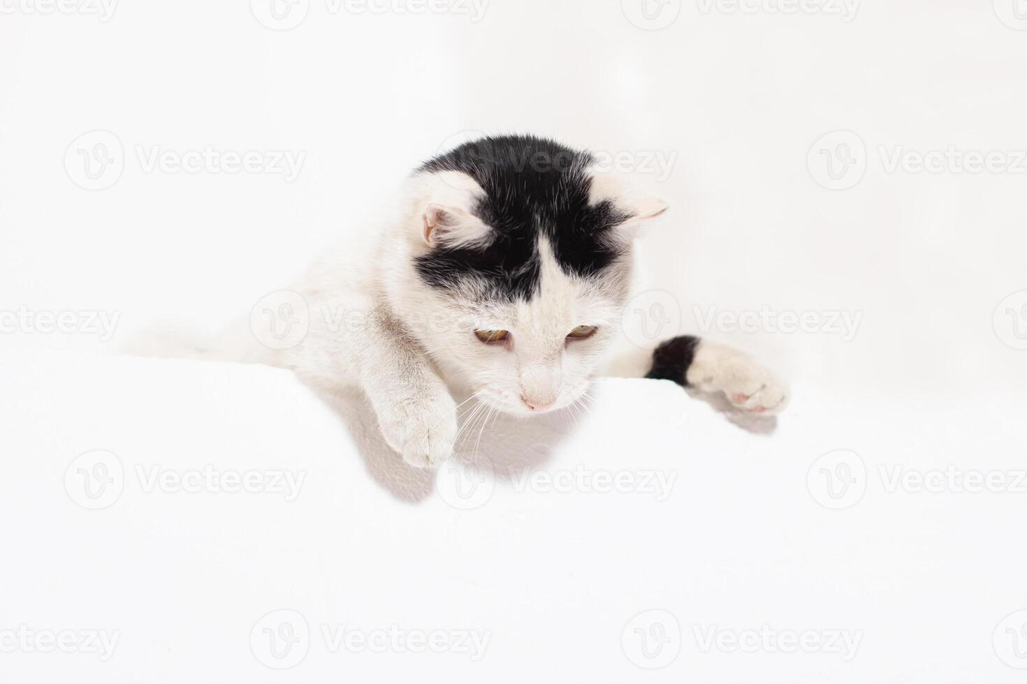 funny pet cat showing a placard isolated on white background Moldova, Bender, July 5, 2020, Bender Fortress, children's flat photo