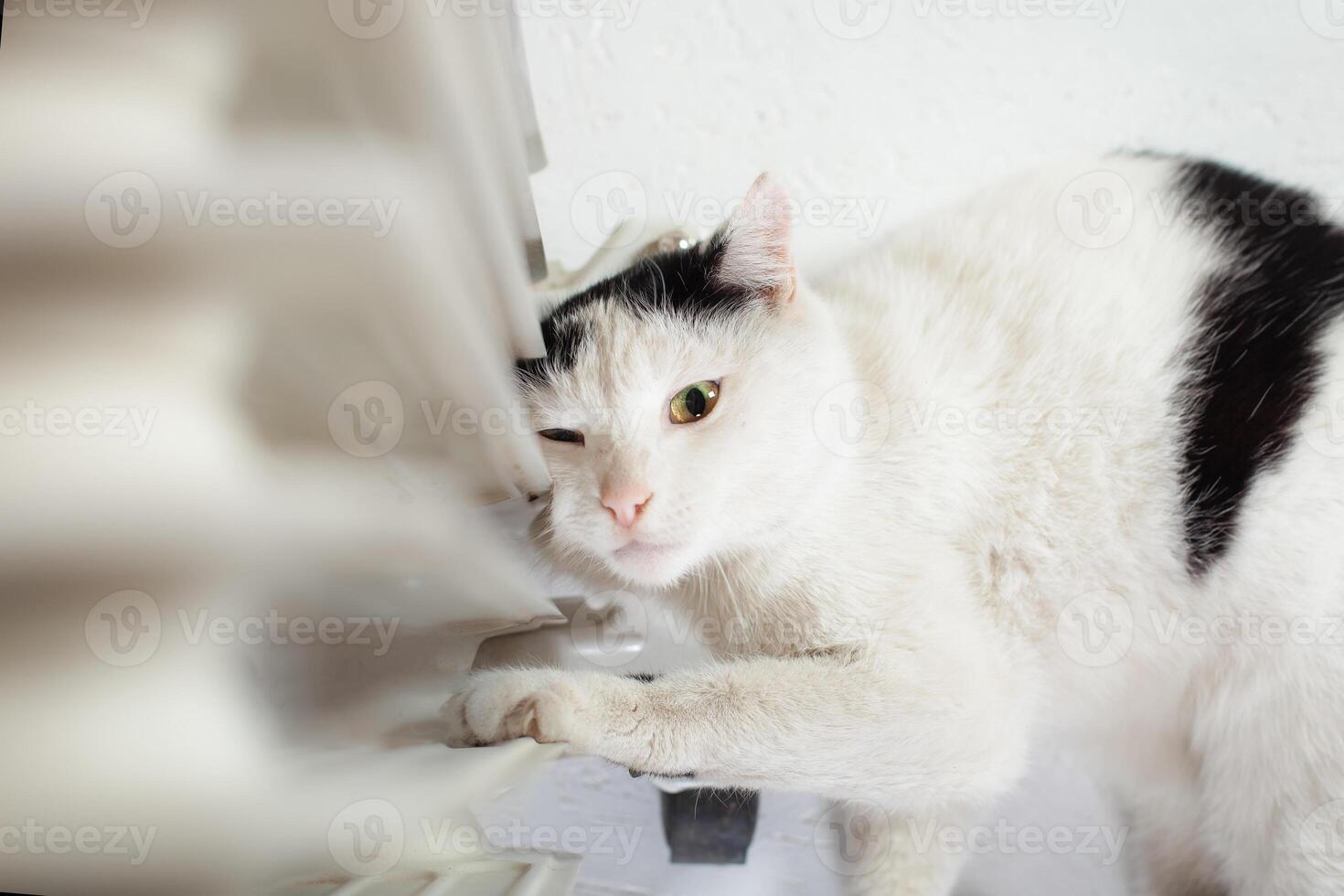 el gato es calentamiento cerca el batería, un móvil calentador moldavia, juerga, julio 5, 2020, juerga fortaleza, para niños plano foto