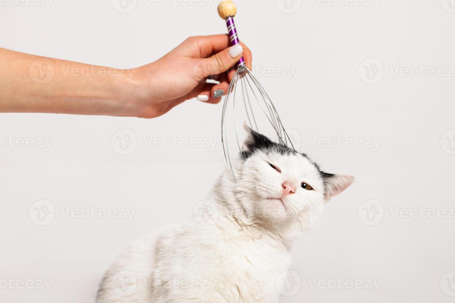 Massaging the cat's head and nape. Massage Moldova, Bender, July 5, 2020, Bender Fortress, children's flat photo