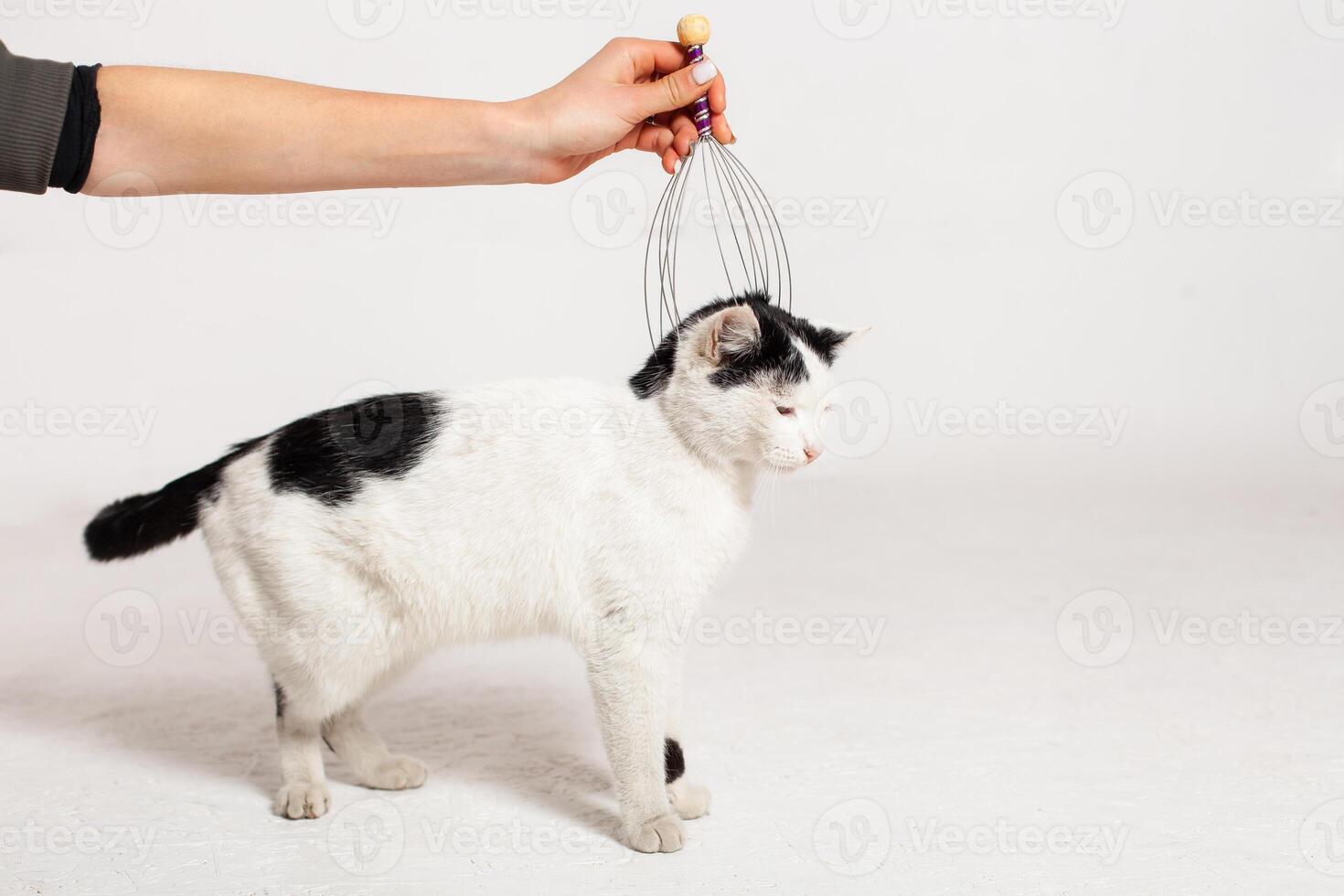 Massaging the cat's head and nape. Massage Moldova, Bender, July 5, 2020, Bender Fortress, children's flat photo