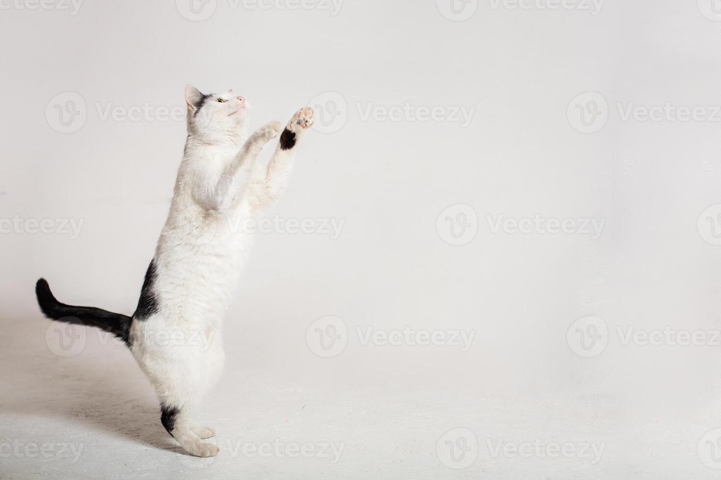 black and white cat in front of a white background Moldova, Bender, July 5, 2020, Bender Fortress, children's flat photo