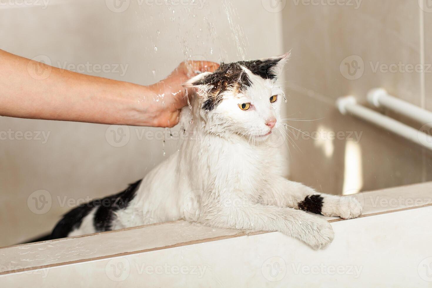 Bath or shower to a Persian breed cat Moldova, Bender, July 5, 2020, Bender Fortress, children's flat photo