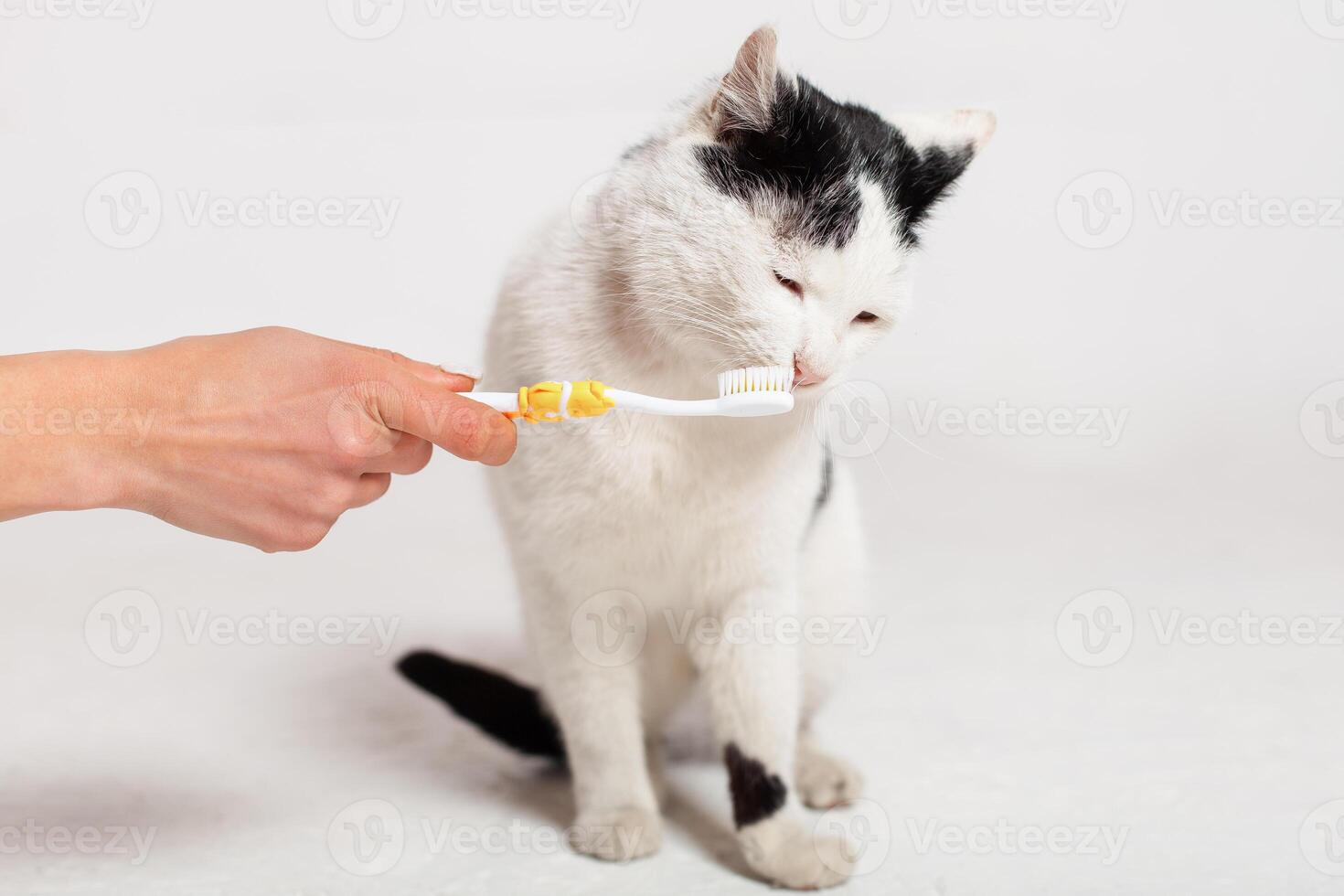 Black and white cat with yellow eyes is brushing teeth. Moldova, Bender, July 5, 2020, Bender Fortress, children's flat photo