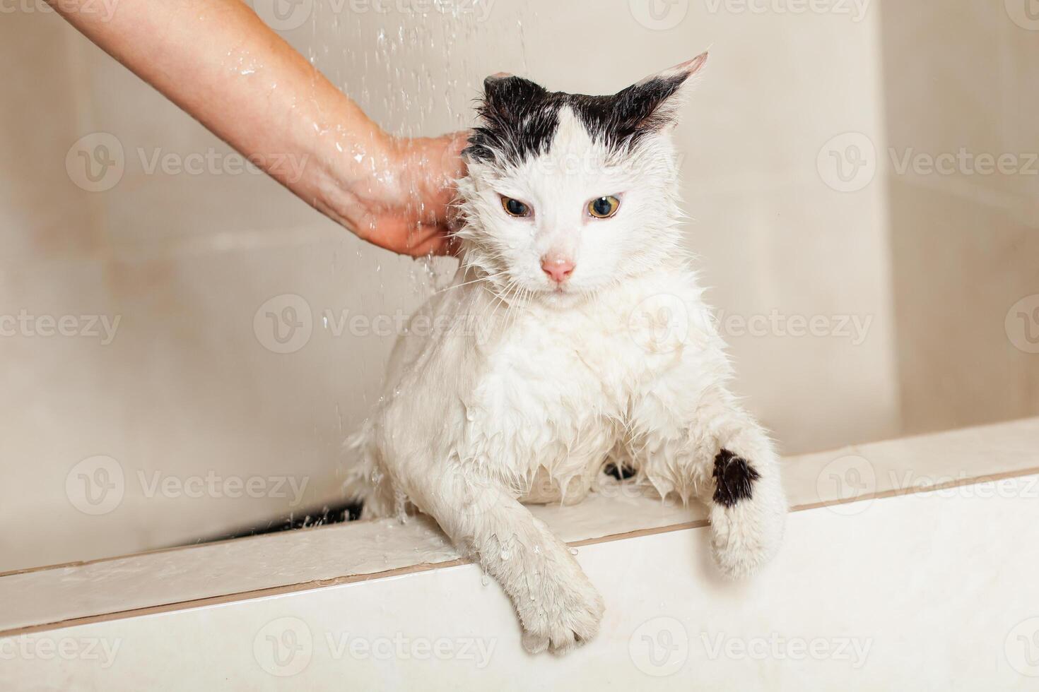 Bath or shower to a Persian breed cat Moldova, Bender, July 5, 2020, Bender Fortress, children's flat photo