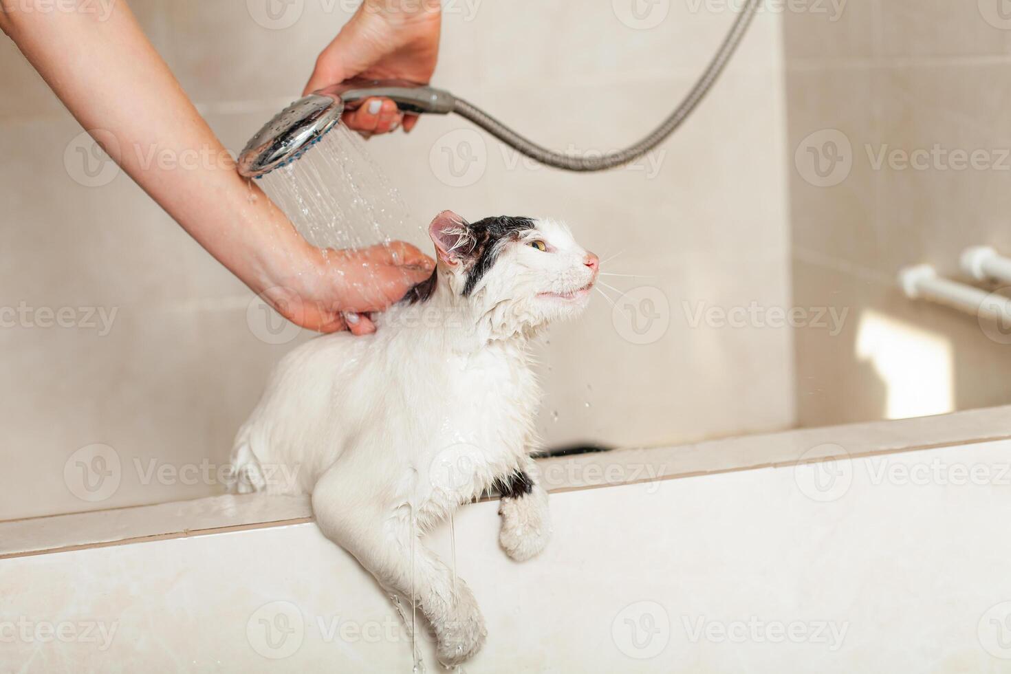 Bath or shower to a Persian breed cat Moldova, Bender, July 5, 2020, Bender Fortress, children's flat photo