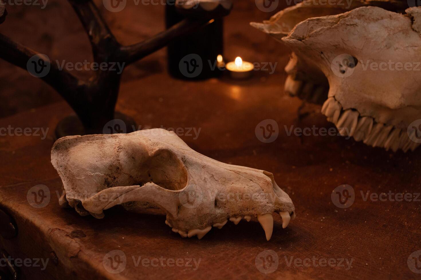 Photo zone in the studio for Halloween. Dramatic intimidating, scenery for All Saints Day celebrations. October 31, photo studio. Skulls of animals on an old suitcase.