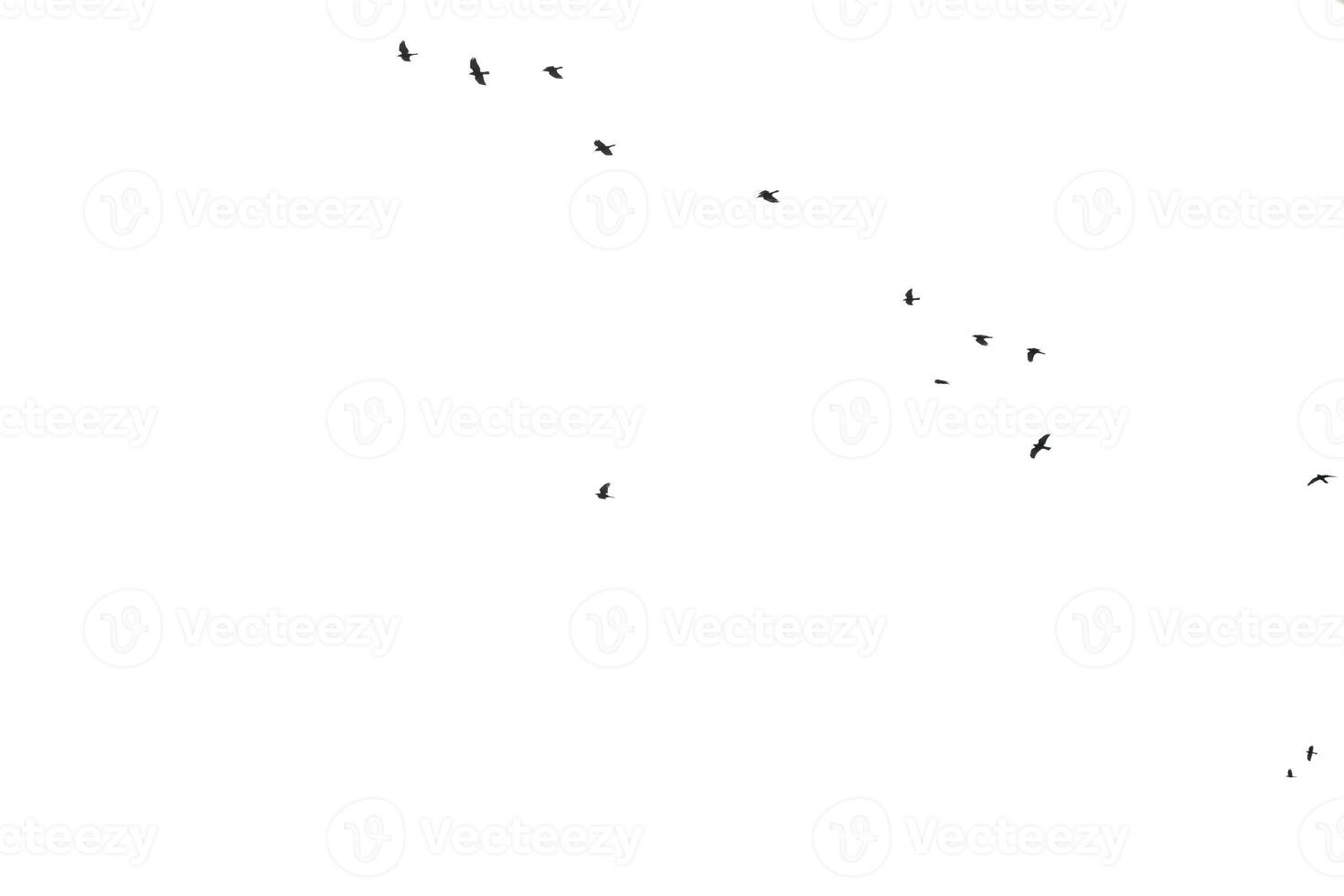 a flock of numerous black Starling birds flying in the distance photo