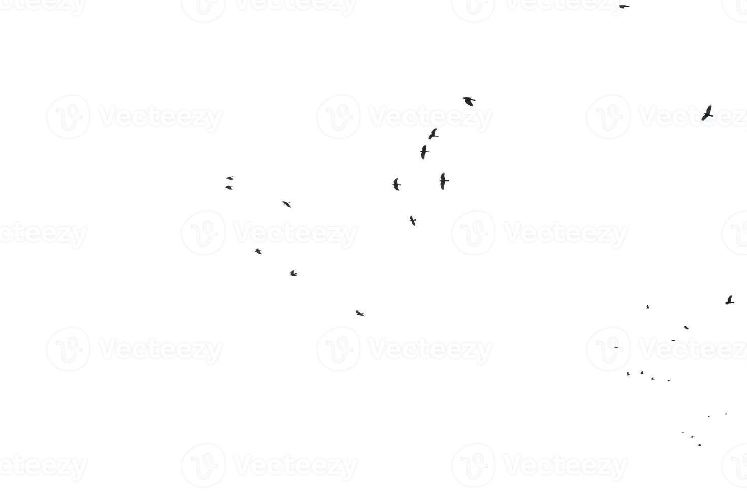 a flock of numerous black Starling birds flying in the distance photo