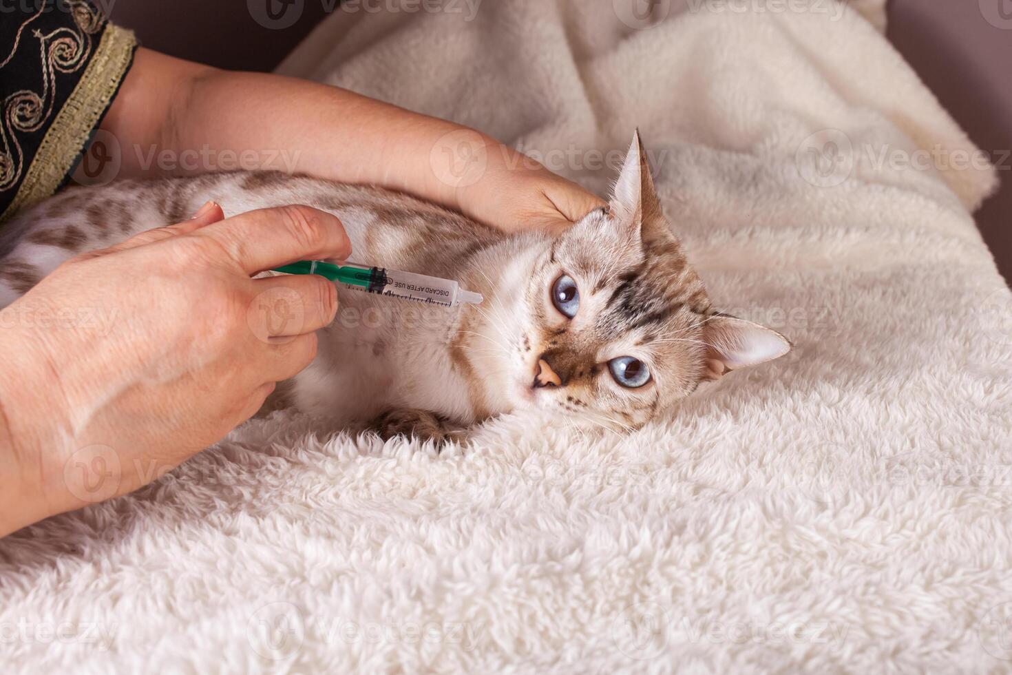 An elderly woman gives a medicine in a syringe a white tiger bengal cat photo