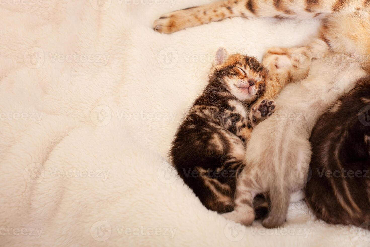 A small tiger bengal kitten lies on a beige background photo