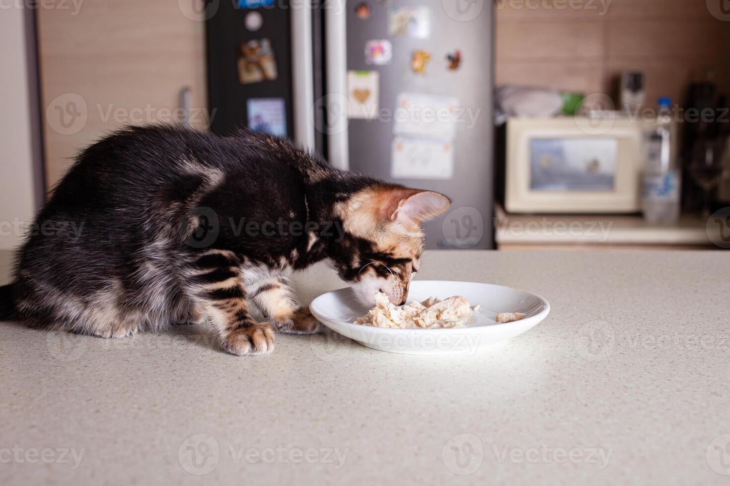 A small brown leopard-beige Bengal kitten sits on a beige bar table photo