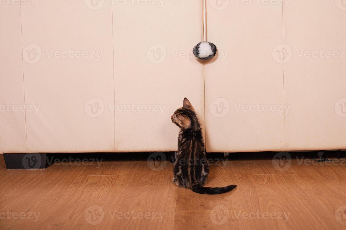 A small brown leopard tiger bengal kitten plays with a black and white ball photo