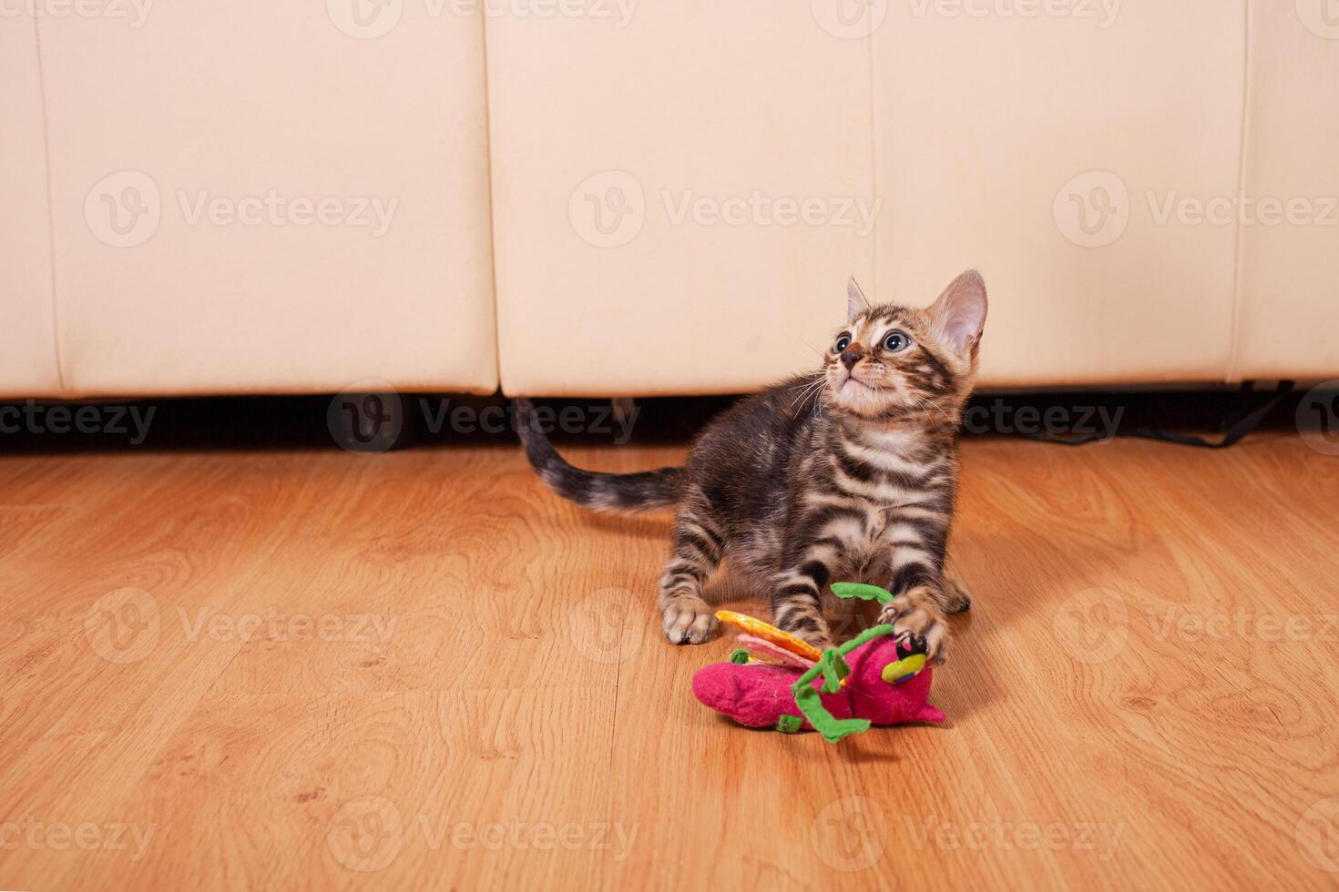 Brown little Bengali leopard tiger kitten play in the apartment photo