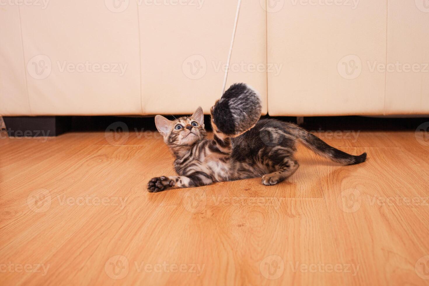 Brown little Bengali leopard tiger kitten play in the apartment photo