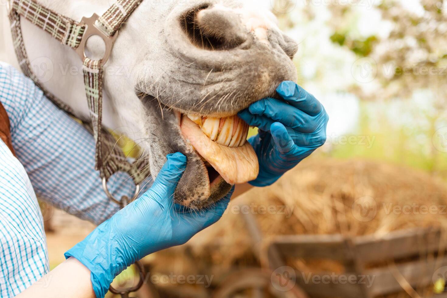 amar, cuidado para animales naturaleza, primavera foto