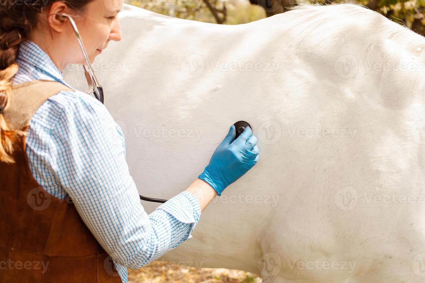 amar, cuidado para animales naturaleza, primavera foto